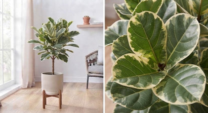 Ficus Lyrata Variegata 10,5Ø 20cm 1pp