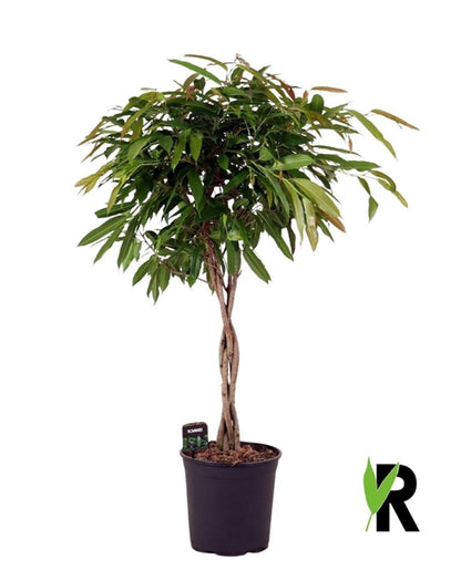 Ficus binnendijkii Amstel King twisted stem 27Ø 120cm 1pp