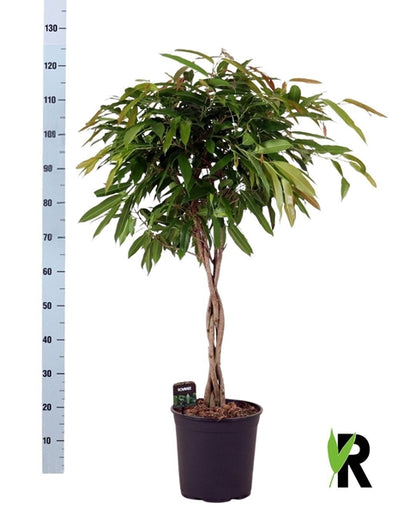 Ficus binnendijkii Amstel King twisted stem 27Ø 120cm 1pp