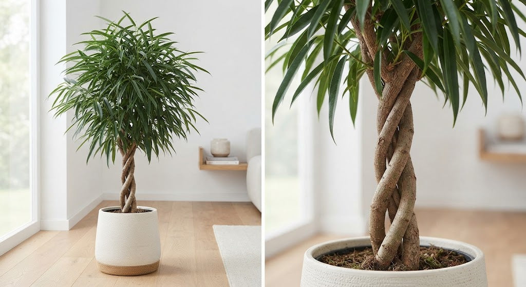 Ficus binnendijkii Amstel King twisted stem 27Ø 120cm 1pp