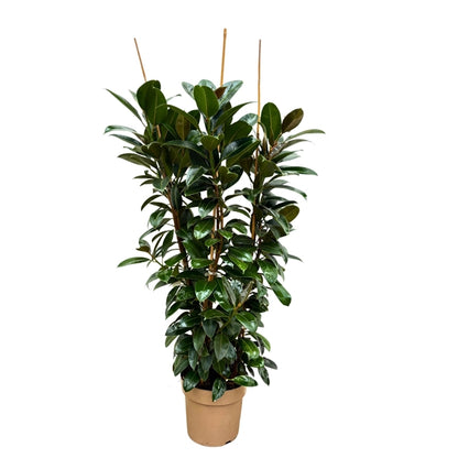Ficus elastica Melany 27Ø 140cm 3pp