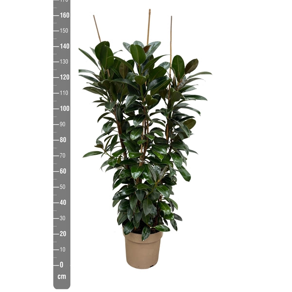 Ficus elastica Melany 27Ø 140cm 3pp