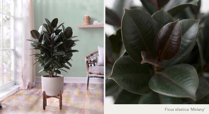 Ficus elastica Melany 27Ø 140cm 3pp