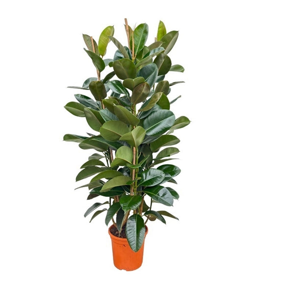 Ficus elastica 'Robusta', 27cm pot, 140cm height, 3 plants per pot