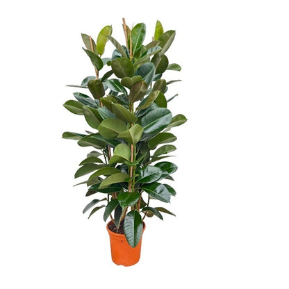Ficus elastica 'Robusta', 27cm pot, 140cm height, 3 plants per pot