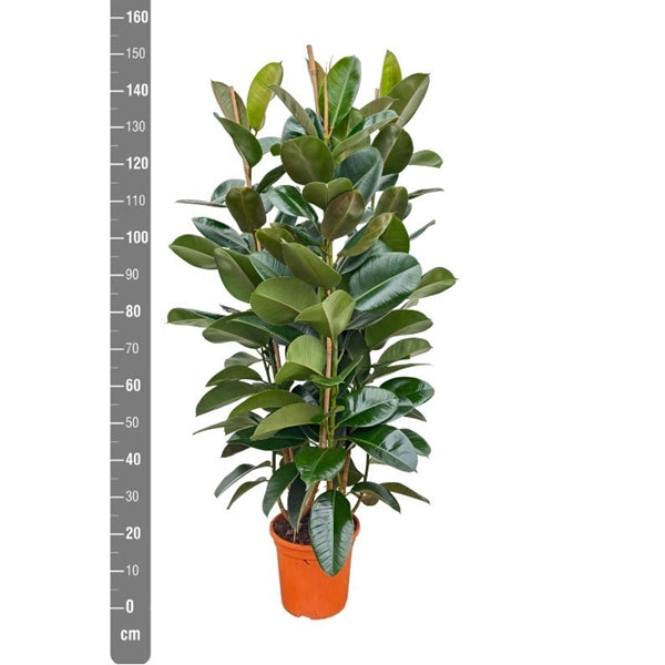 Ficus elastica 'Robusta', 27cm pot, 140cm height, 3 plants per pot