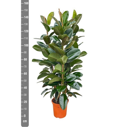 Ficus elastica 'Robusta', 27cm pot, 140cm height, 3 plants per pot