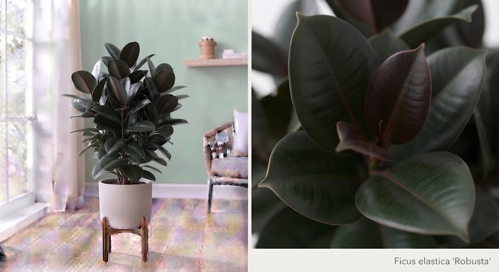 Ficus elastica 'Robusta', 27cm pot, 140cm height, 3 plants per pot