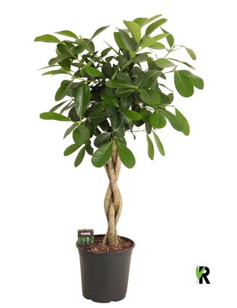 Ficus microcarpa Smile twisted 27Ø 120cm 4pp