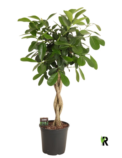 Ficus microcarpa Smile twisted 27Ø 120cm 4pp