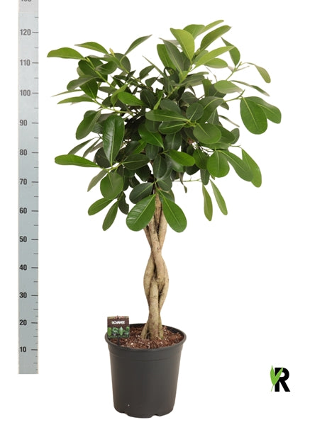Ficus microcarpa Smile twisted 27Ø 120cm 4pp