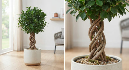 Ficus microcarpa Smile twisted 27Ø 120cm 4pp