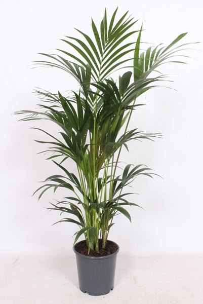 Howea forsteriana 120cm