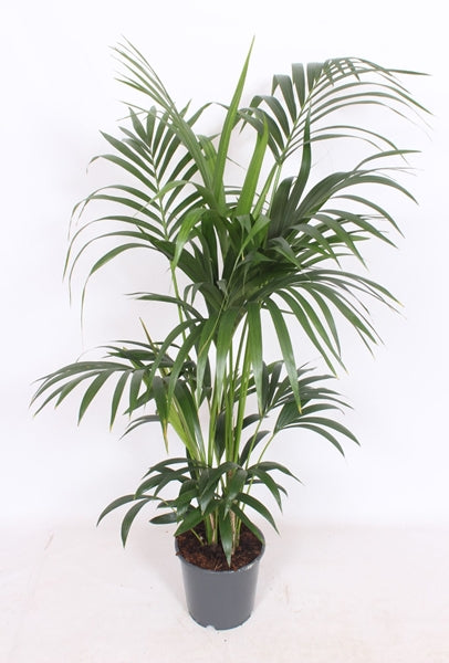 Howea forsteriana 160cm