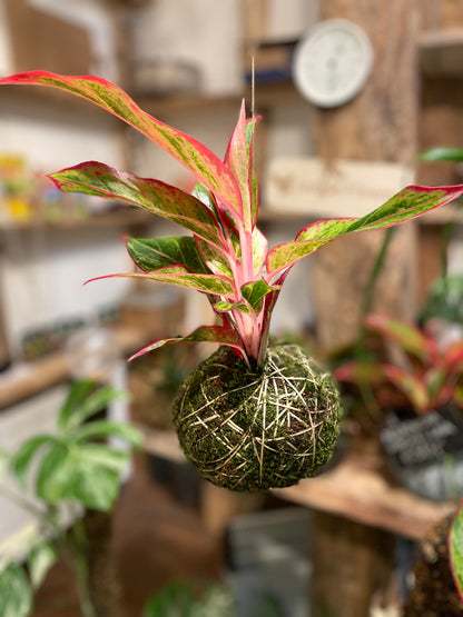 Aglaonema Jungle Lava in kokedama
