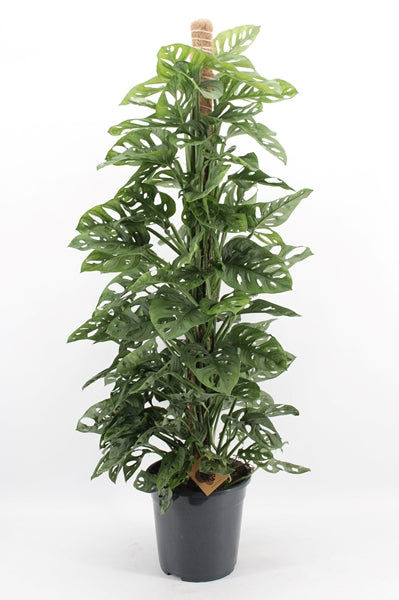 Monstera adansonii Monkey Mask 24Ø 125cm