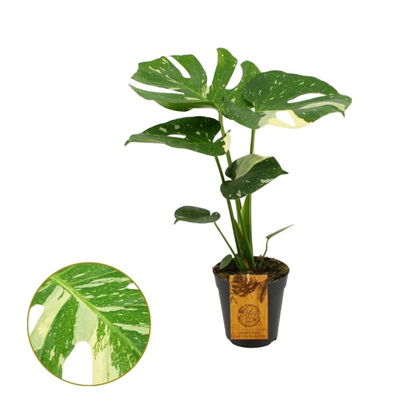 Monstera deliciosa Thai Constellation 15Ø 50cm