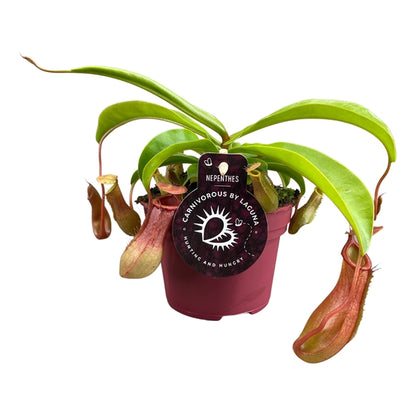 Nepenthes Alata 12Ø 17cm