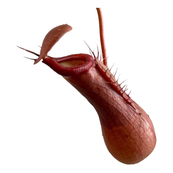 Nepenthes Alata 12Ø 17cm
