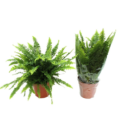 Nephrolepis exaltata green Moment 17Ø 50cm