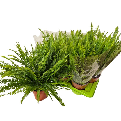 Nephrolepis exaltata green Moment 17Ø 50cm
