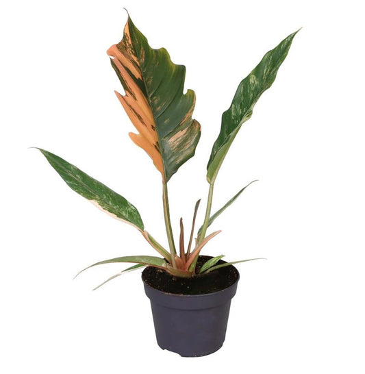 Philodendron Caramel Marble 6Ø 15cm