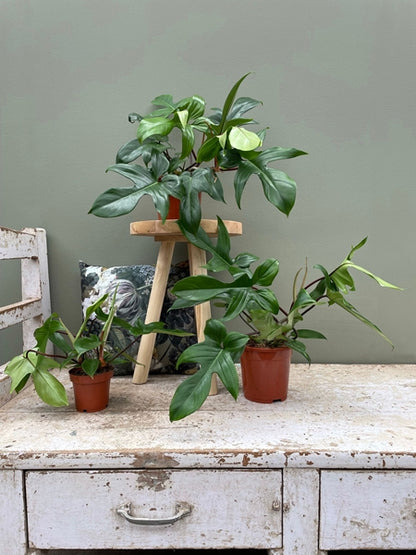 Philodendron Florida Green