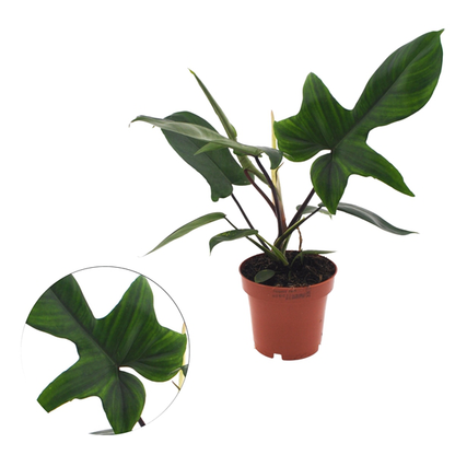 green philodendron logo png Philodendron Florida Green – Jungle Flowers