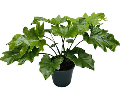 Philodendron Selloum Hope