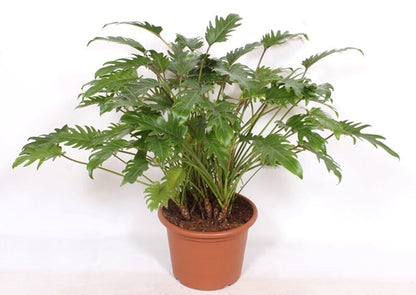 Philodendron xanadu 40Ø 100cm
