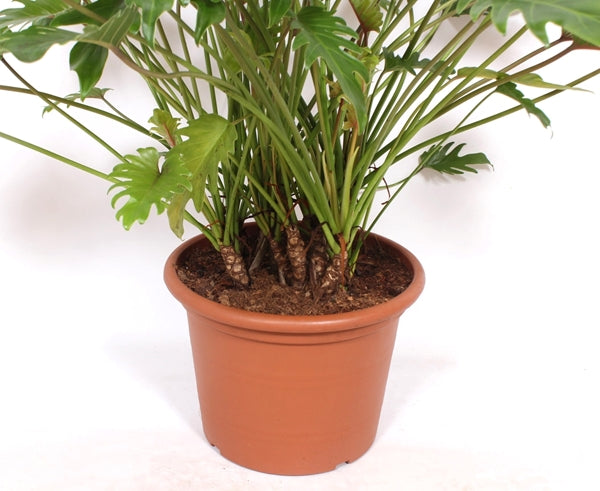 Philodendron xanadu 40Ø 100cm