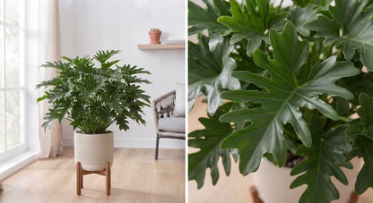Philodendron xanadu 40Ø 100cm