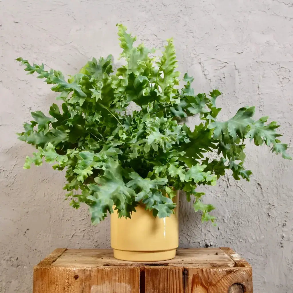 Phlebodium aureum Davana 12Ø 35cm