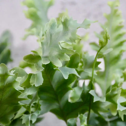 Phlebodium aureum Davana 12Ø 35cm