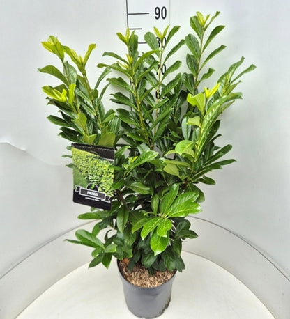 Prunus laurocerasus Novita 28Ø 115cm