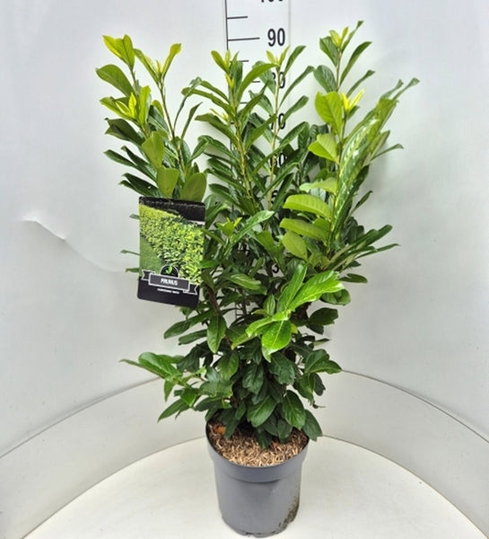 Prunus laurocerasus Novita 28Ø 115cm