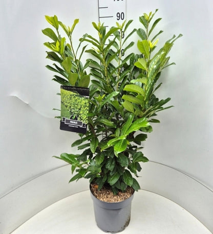 Prunus laurocerasus Novita 28Ø 115cm