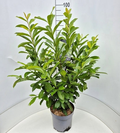 Prunus laurocerasus Novita 28Ø 115cm