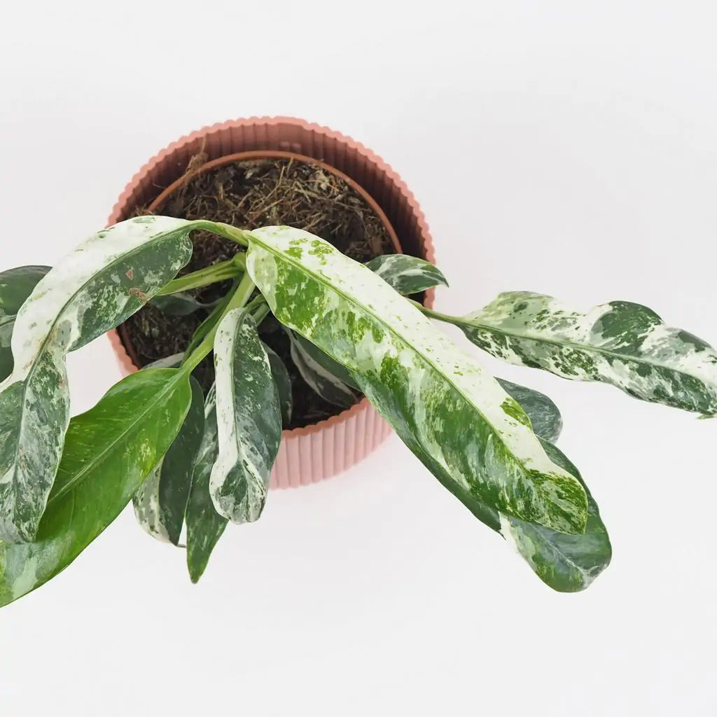 Rhaphidophora hybrid Puberula Variegata 6Ø 10cm 1pp