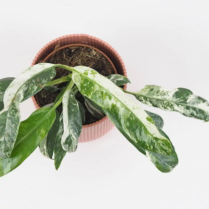 Rhaphidophora hybrid Puberula Variegata 6Ø 10cm 1pp