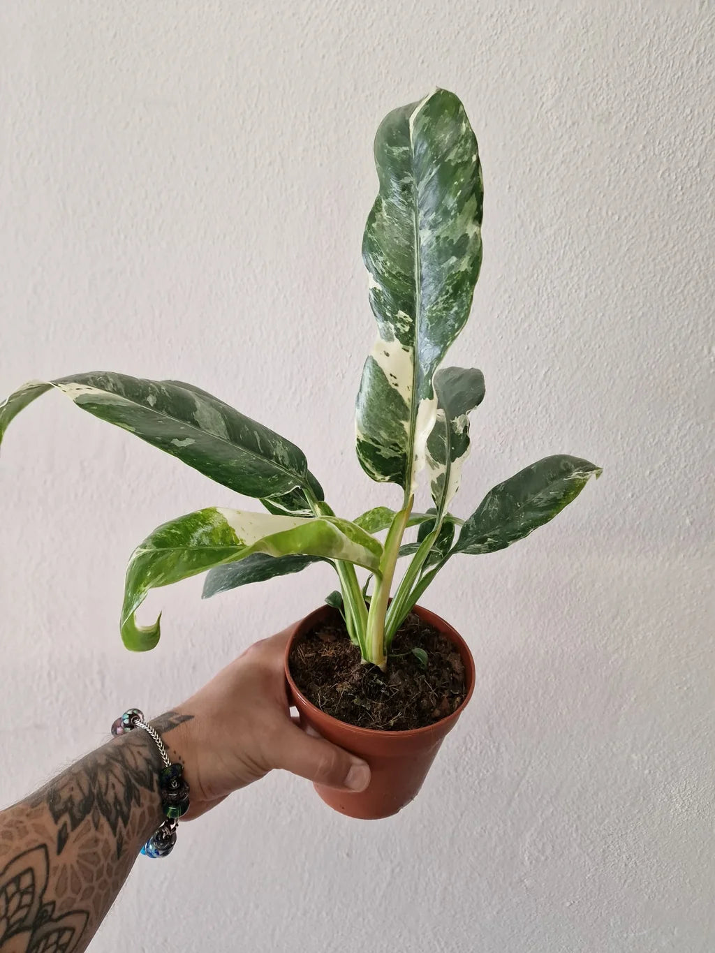 Rhaphidophora hybrid Puberula Variegata 6Ø 10cm 1pp