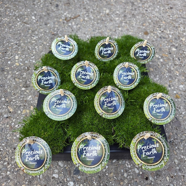 Sagina Mossy Frodo (Darkgreen) 7Ø 10cm