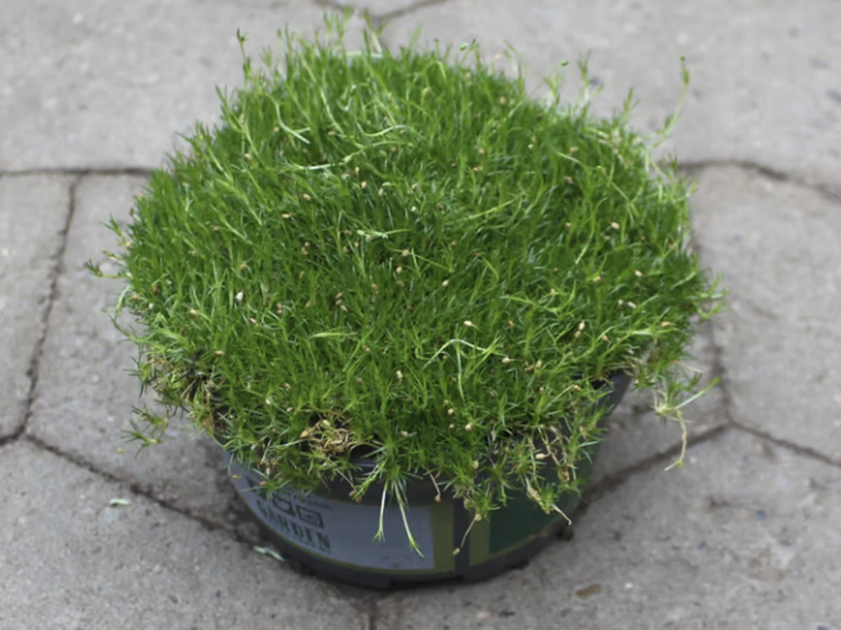 Sagina Mossy Frodo (Darkgreen) 7Ø 10cm