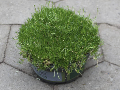 Sagina Mossy Frodo (Darkgreen) 7Ø 10cm