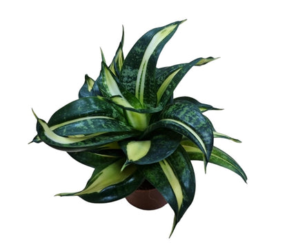 Sansevieria Hahnii 'Spiral Star'