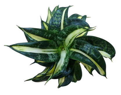 spiral sansevieria Sansevieria Hahnii 'Spiral Star' – Jungle Flowers
