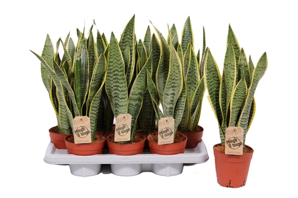 Sansevieria laurentii 14Ø 50cm