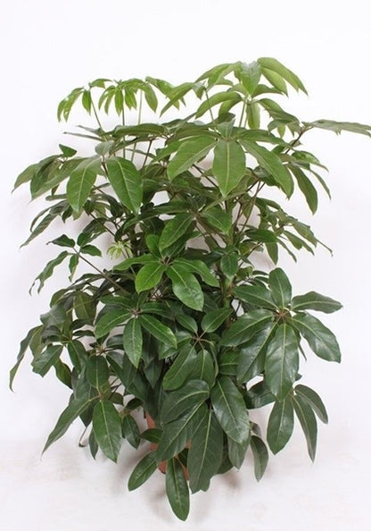 Schefflera actinophylla Amate 40Ø 150cm