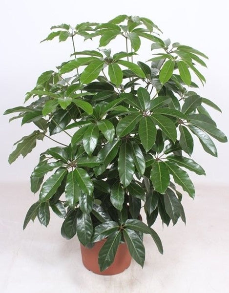 Schefflera actinophylla Amate 40Ø 150cm