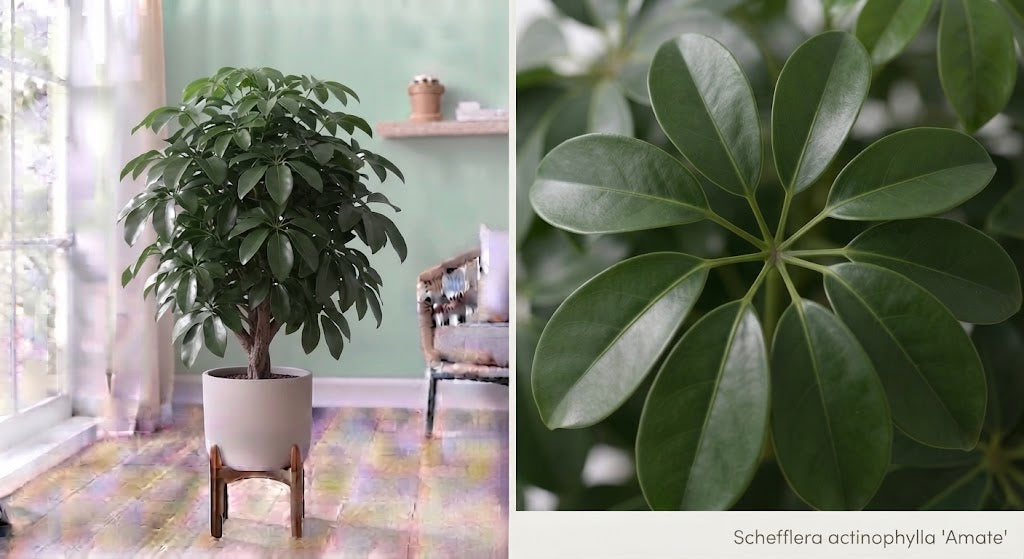 Schefflera actinophylla Amate 40Ø 150cm
